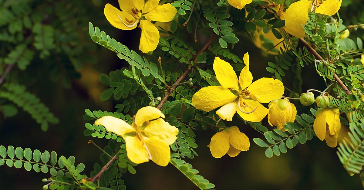 Yellow flowers on a tree with green leaves.