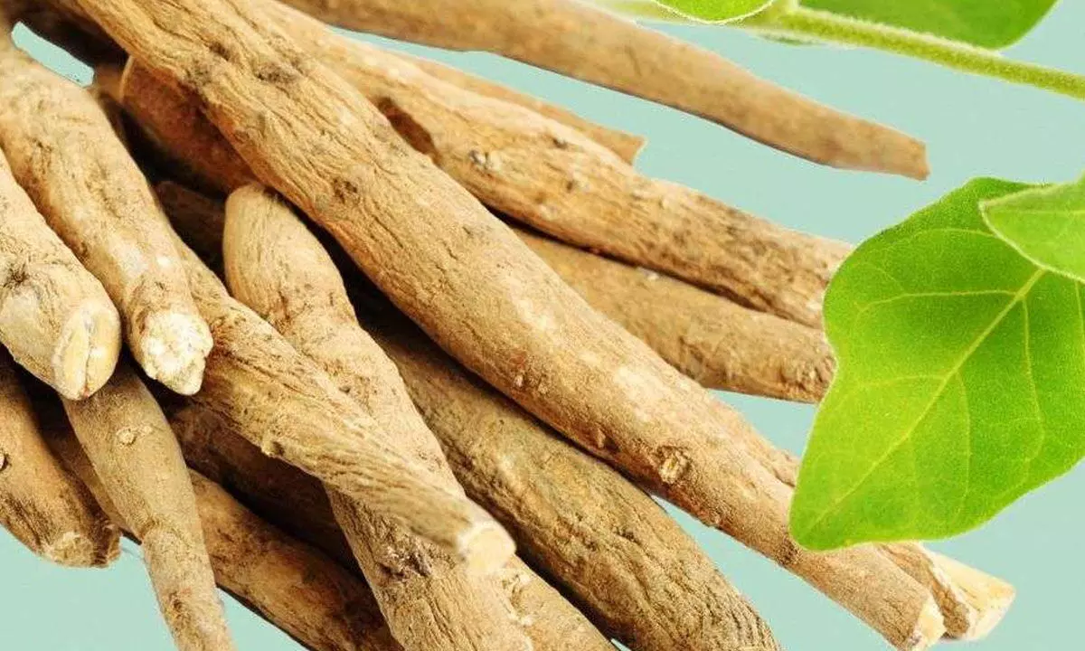 A bunch of ginseng sticks with green leaves, known for their health benefits.