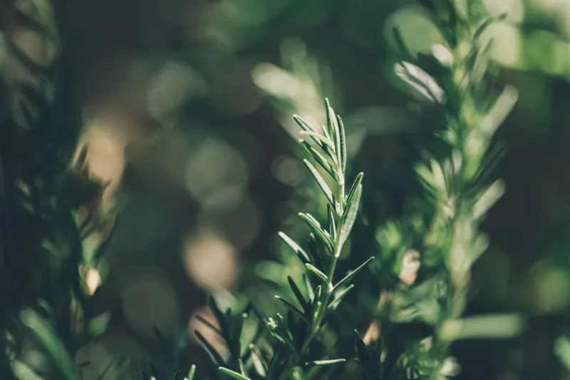 A close up of a rosemary plant with rosemary extract.