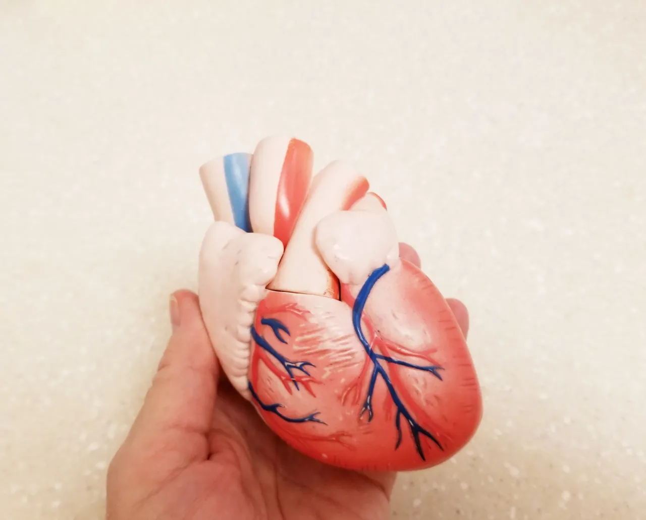 A model illustrating heart health held in a person's hand.