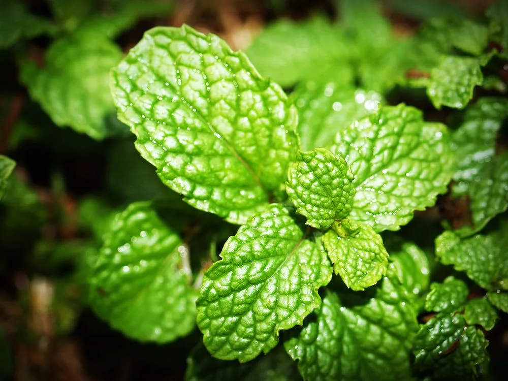 A close up of a mint plant highlighting its peppermint oil benefits and uses.