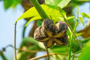 Sacha Inchi Extract