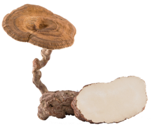 A mushroom on a white background.