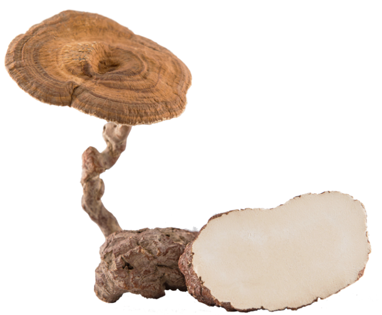 A mushroom on a white background.