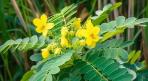 Yellow flowers on a plant with green leaves.