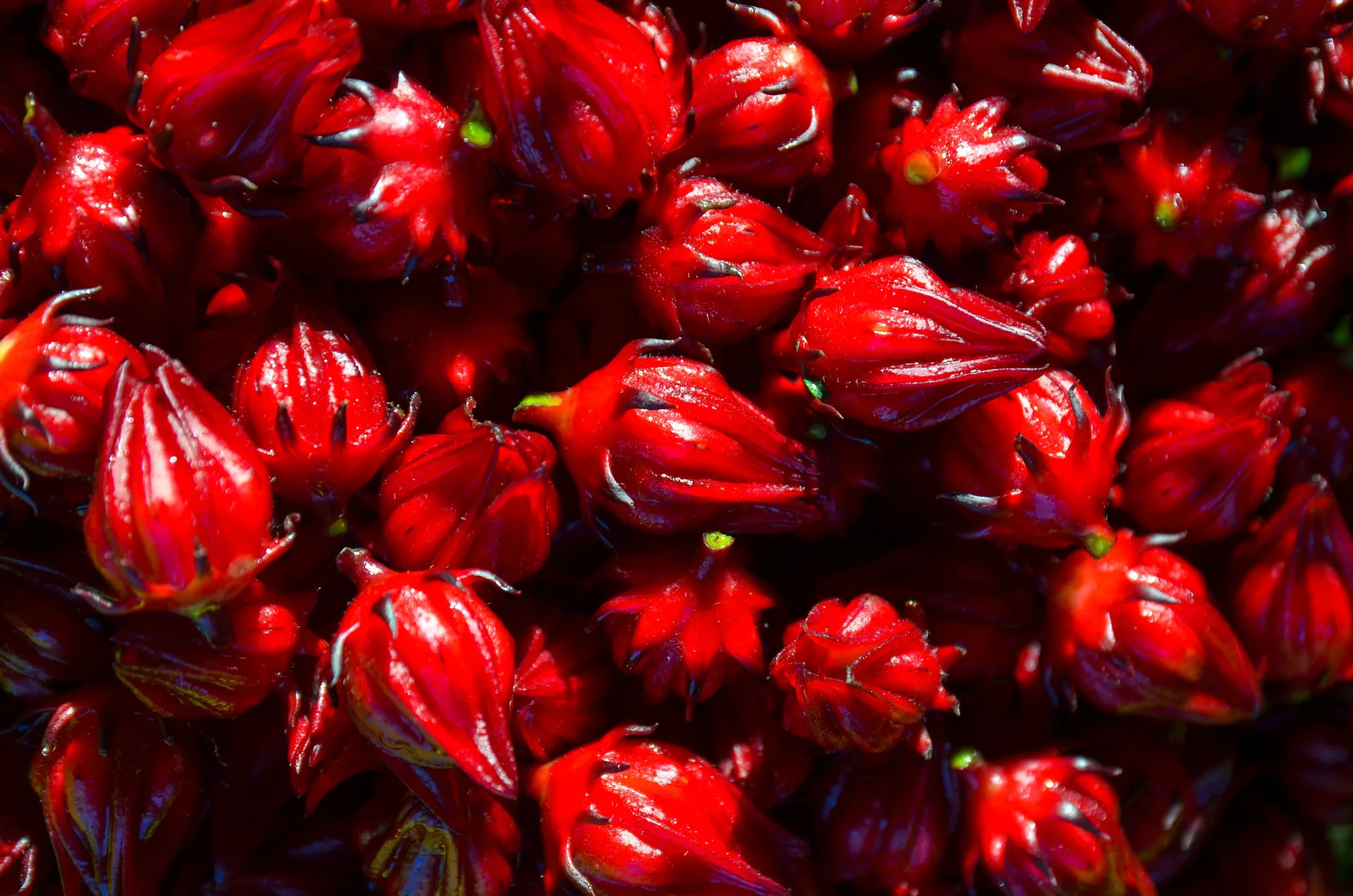 A bottle of Roselle Extract with fresh roselle flowers in the background.