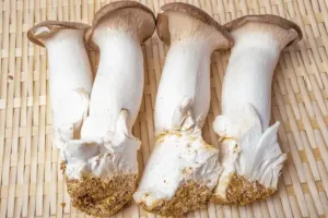 Tiger Milk Mushroom Extract Bottle and Fresh Mushrooms