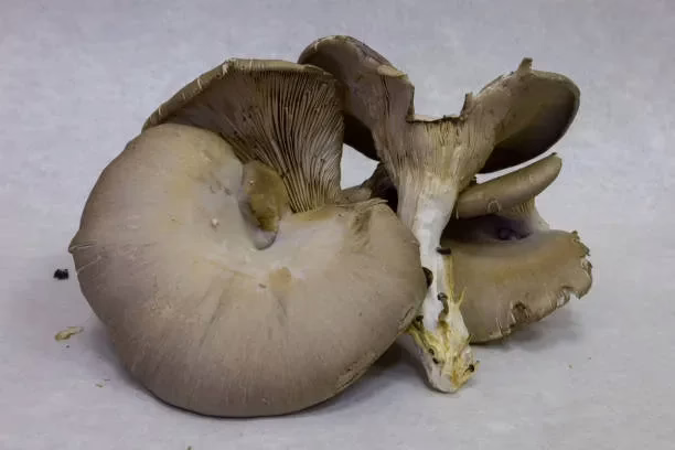 A bunch of mushrooms on a white surface.