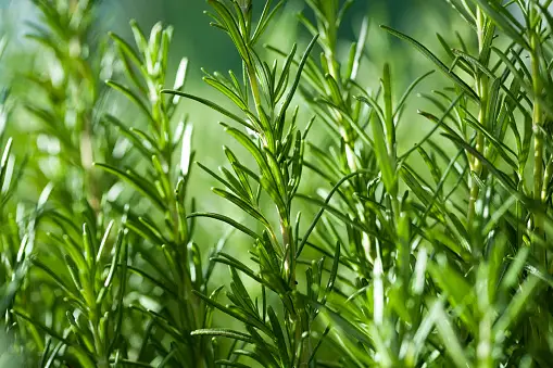 A close up of a rosemary plant.