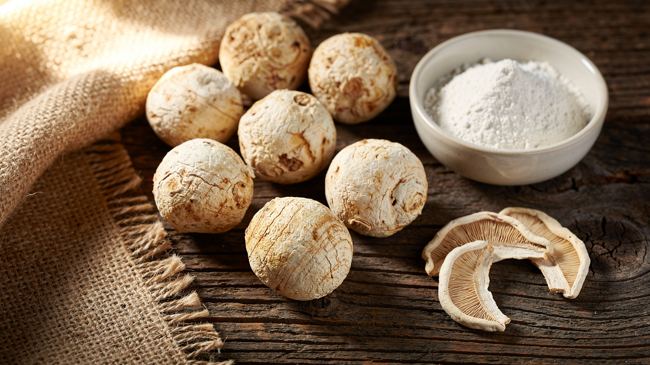 Dried tiger milk mushroom sclerotium and powder on wood