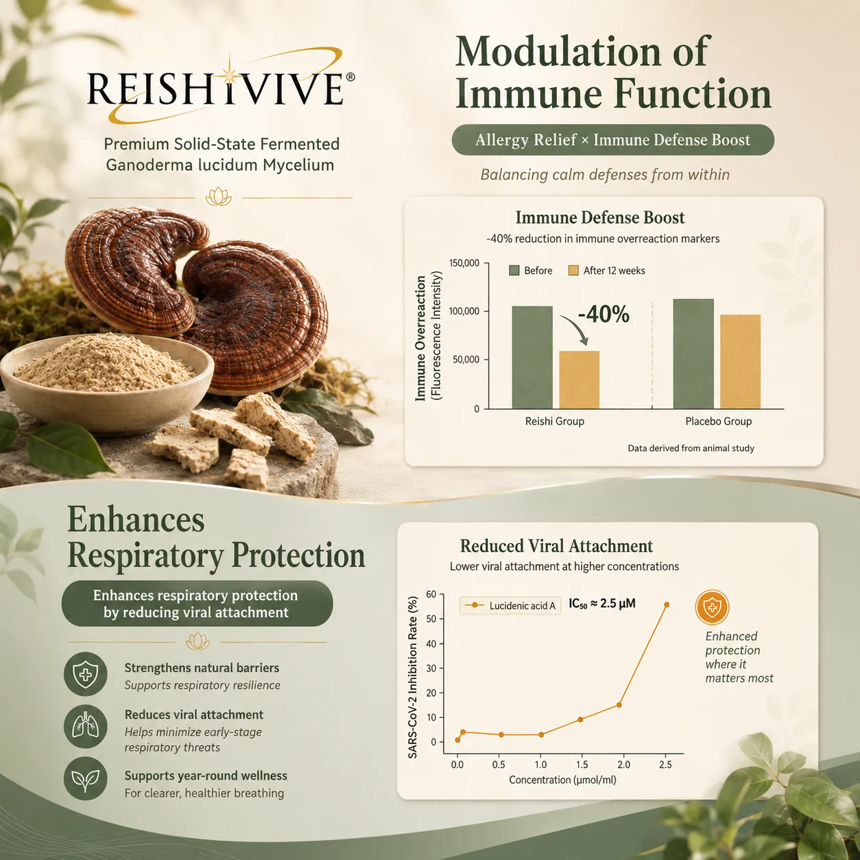 Reishi supplement infographic highlighting immune and respiratory benefits