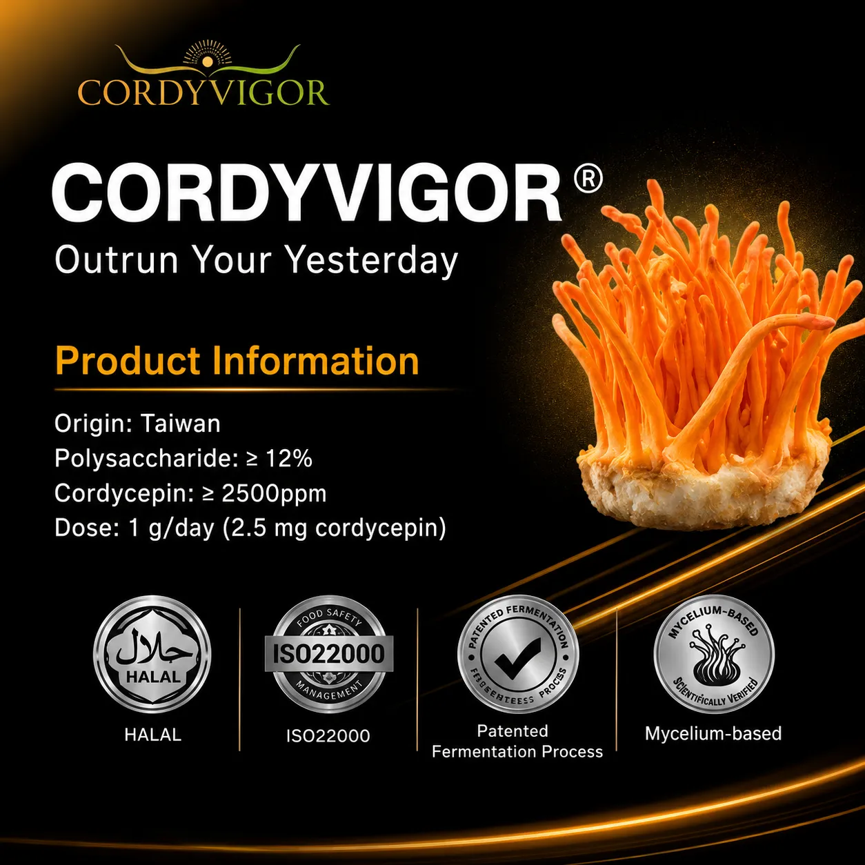 Cordyvigor cordyceps supplement product information graphic