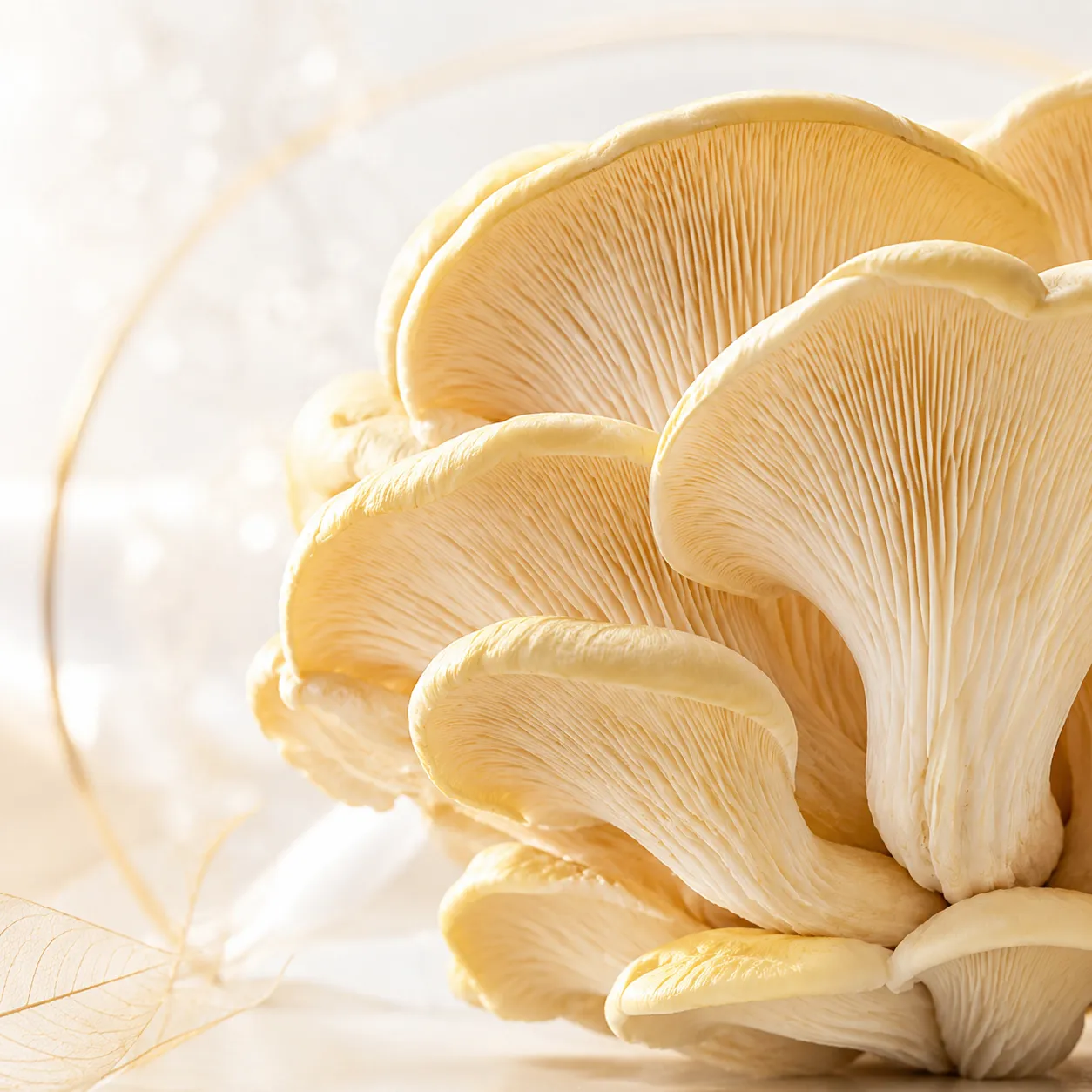 Close-up of fresh oyster mushrooms cluster