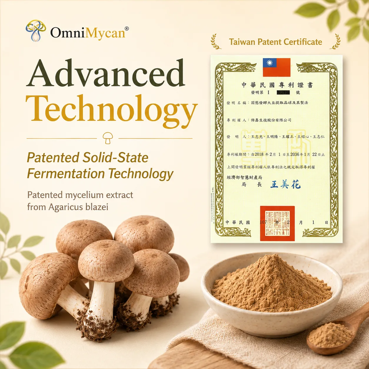 Agaricus blazei mushrooms and patented extract powder